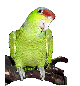 hachour